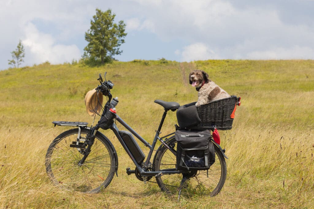 Dog in bike basket on grassy field