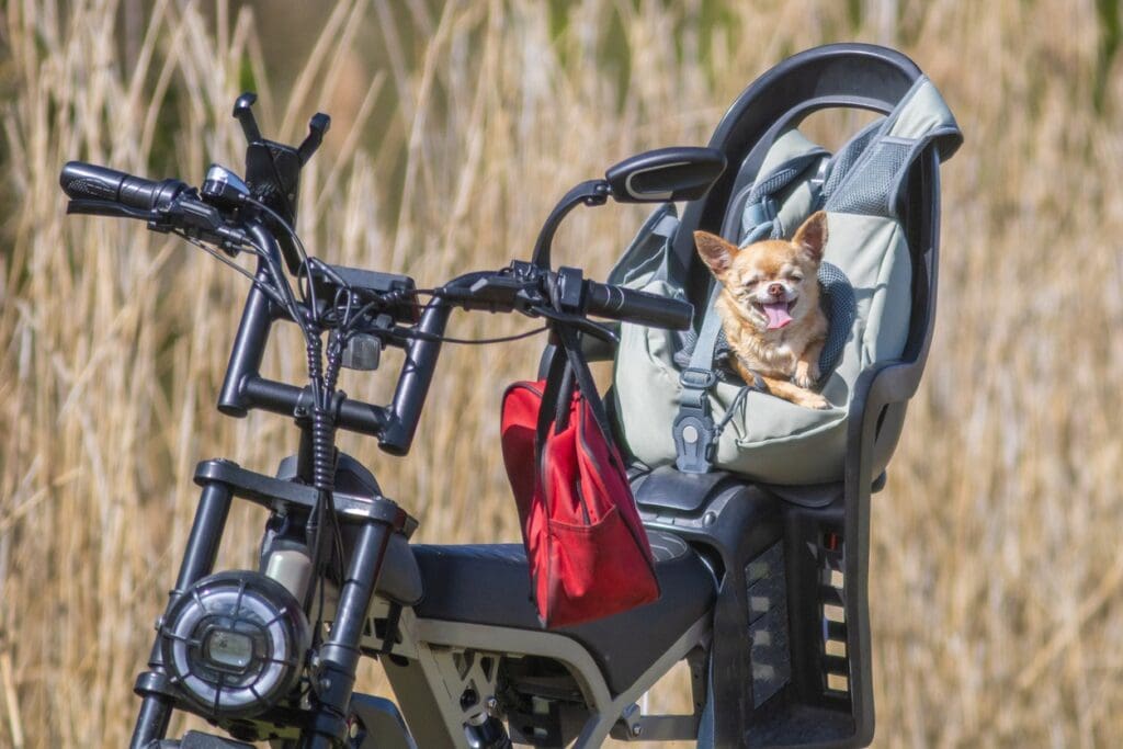 Small dog in bike child seat outdoors